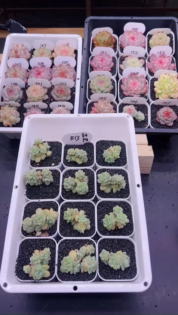 【闪购商品】B13斜阳群一颗