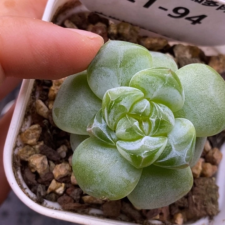 【闪购商品】21-94冰梦