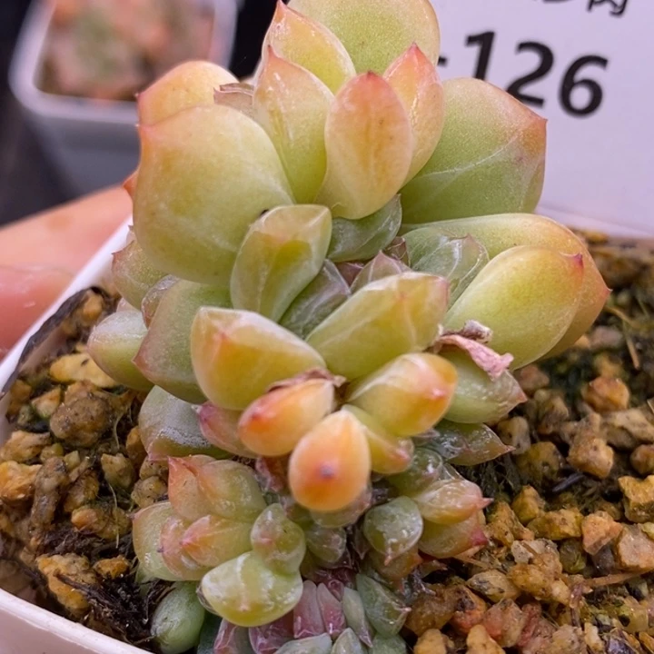 【闪购商品】16-126