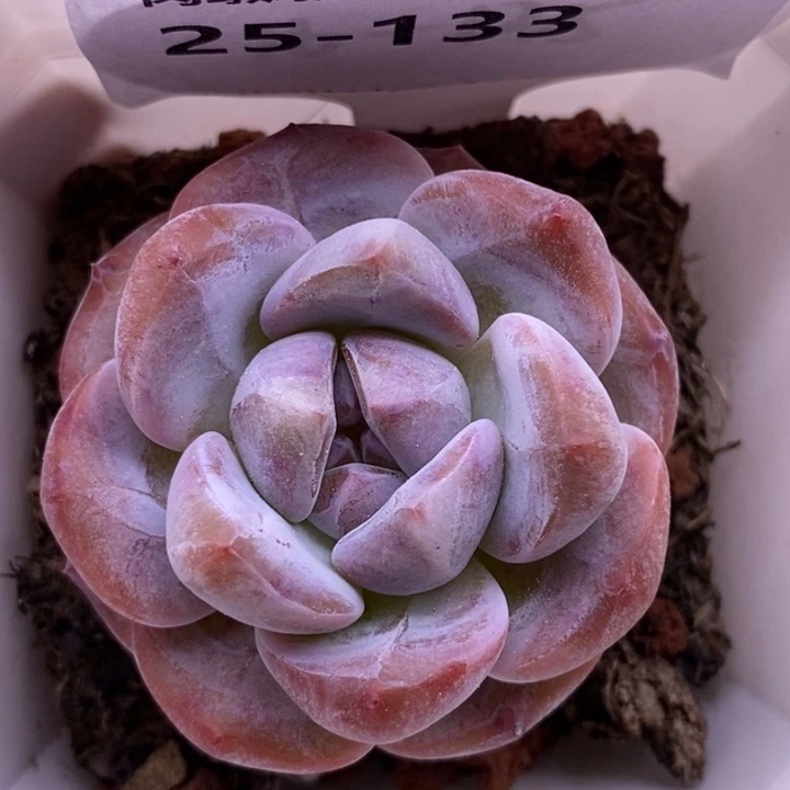 【闪购商品】25-133
