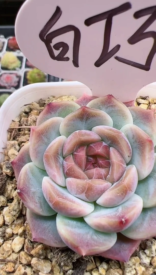 【闪购商品】B31一颗白巧  巧克力冰魄