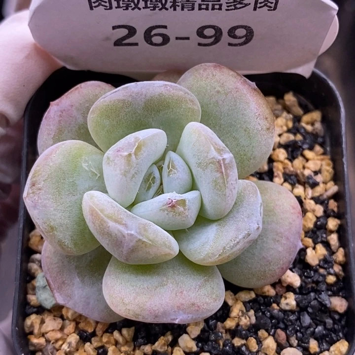 【闪购商品】26-99水晶鞋