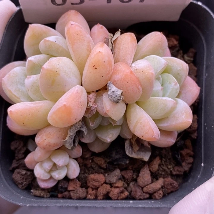 【闪购商品】03-107