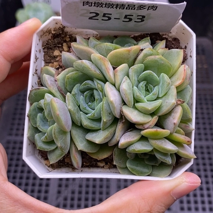【闪购商品】25-53熔晶