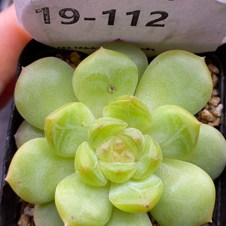 【闪购商品】19-112琴心