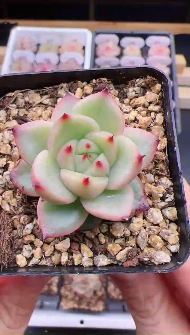 【闪购商品】B34玉玲珑一颗