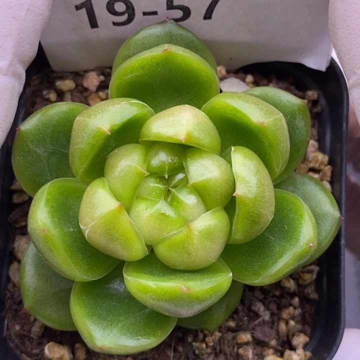 【闪购商品】19-57莱拉