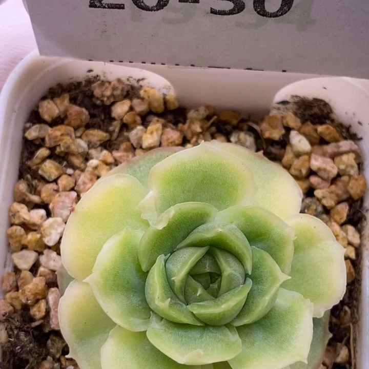 【闪购商品】20-30虾饺