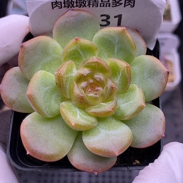 【闪购商品】18-31琴心