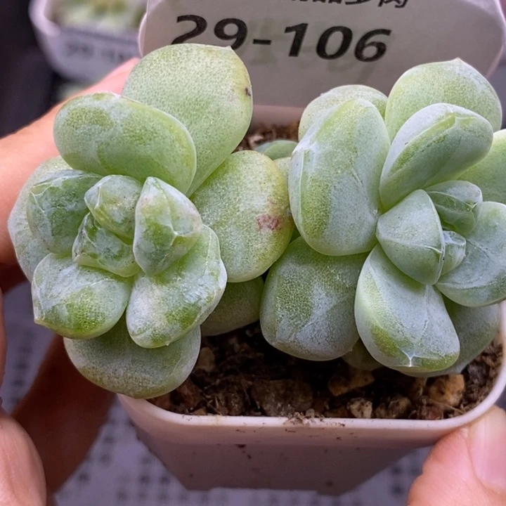 【闪购商品】29-106