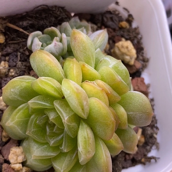 【闪购商品】19-107白恋