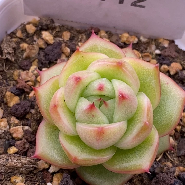 【闪购商品】04-112