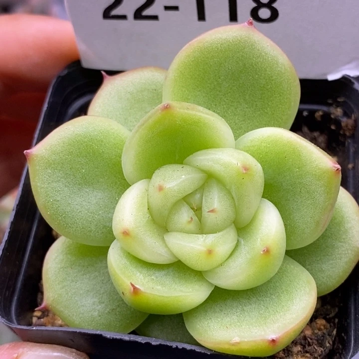 【闪购商品】22-118