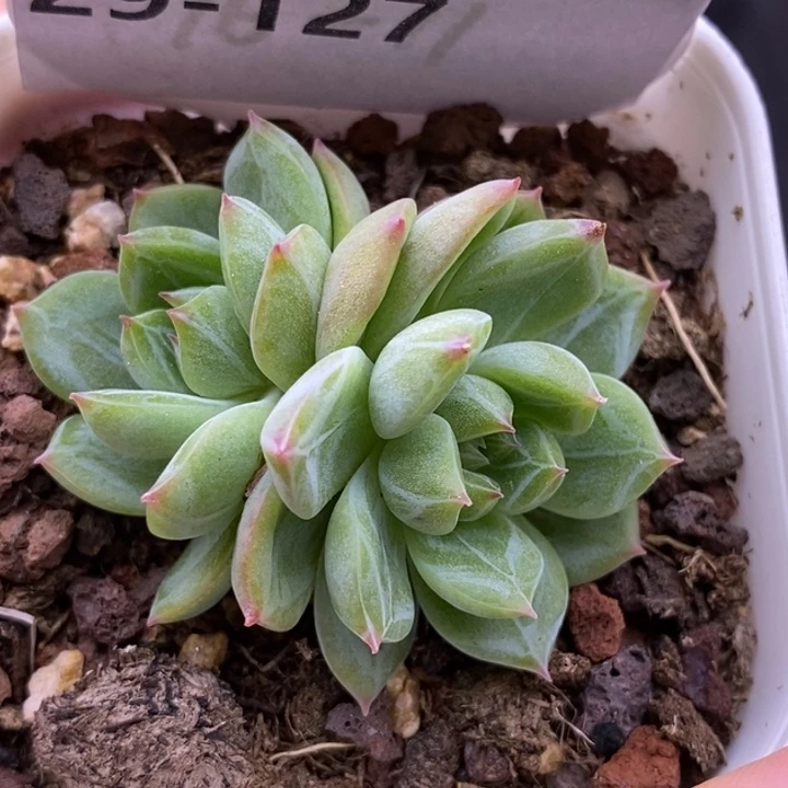 【闪购商品】29-127雪花珍妮