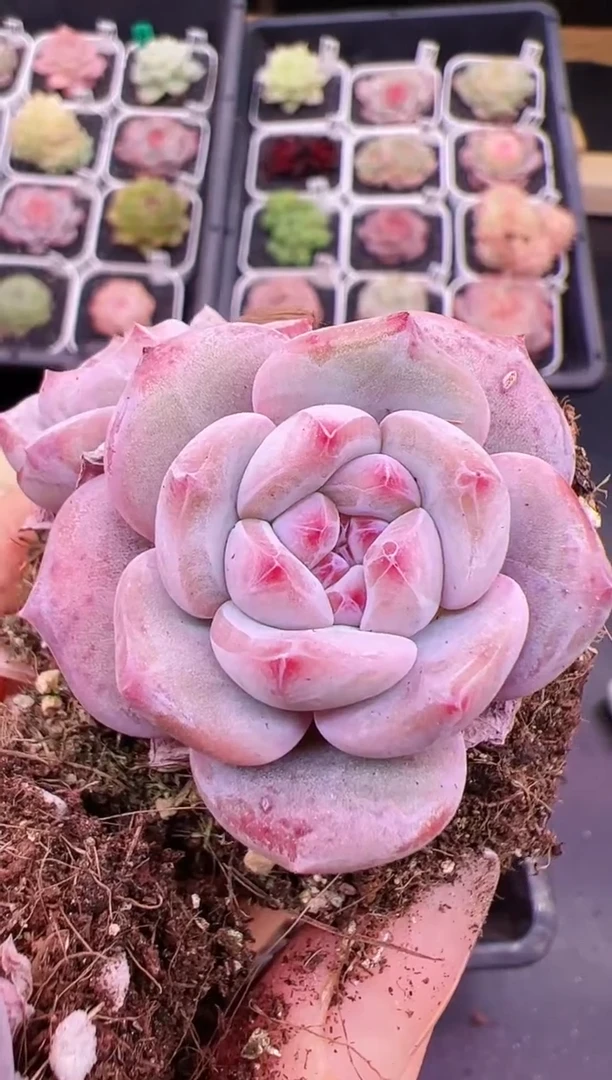 【闪购商品】A30一颗腮红石榴紫星影双头