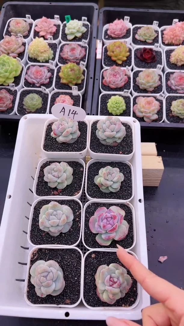 【闪购商品】A14一颗冰玉石化母本