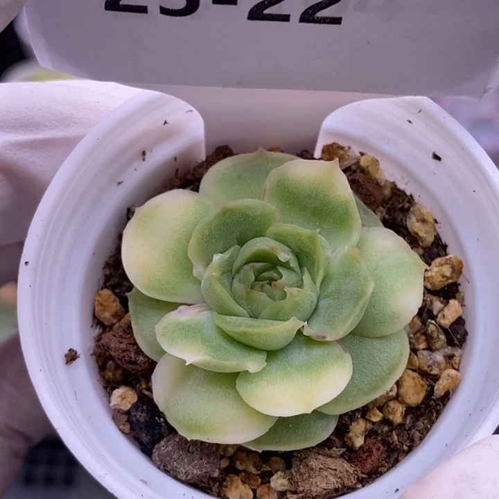 【闪购商品】25-22虾饺