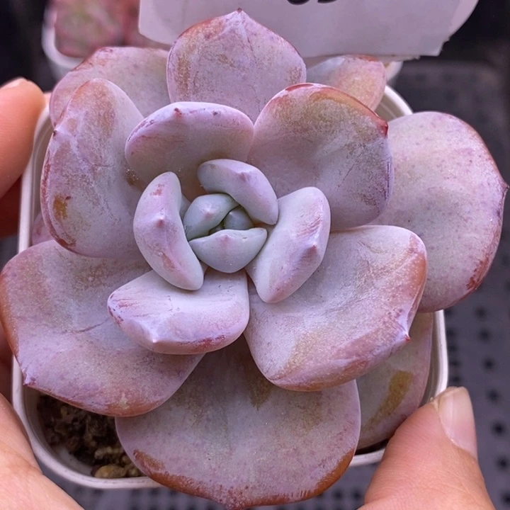 【闪购商品】23-63