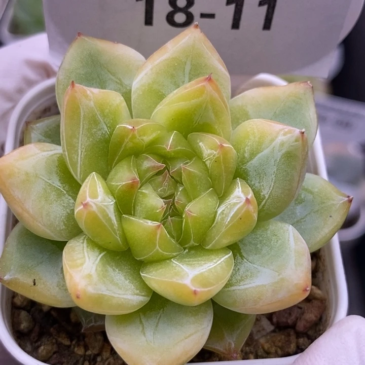 【闪购商品】18-11