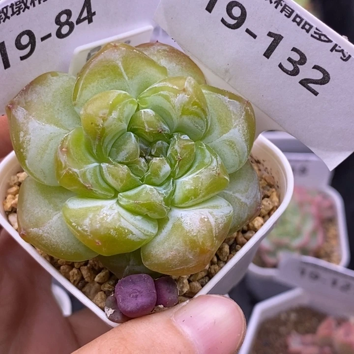 【闪购商品】圈**?19-81 132