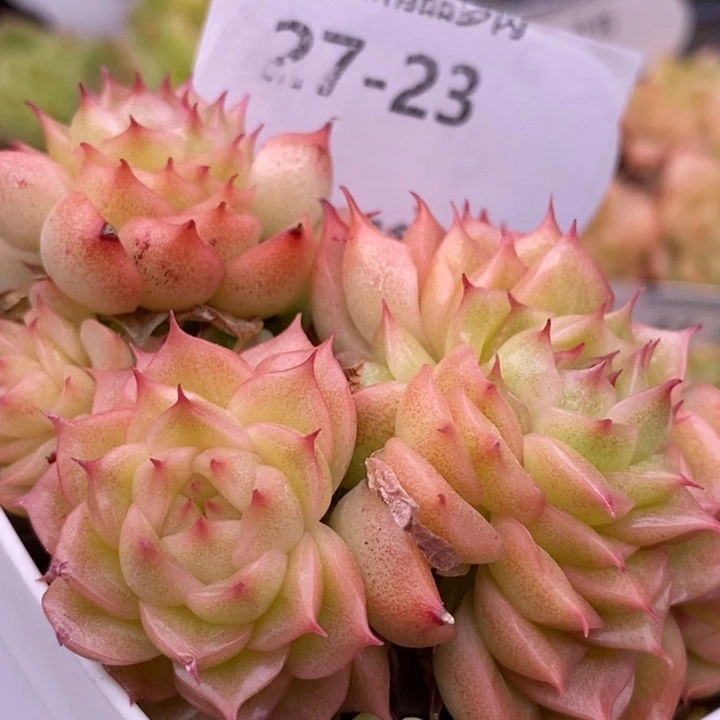 【闪购商品】27-23