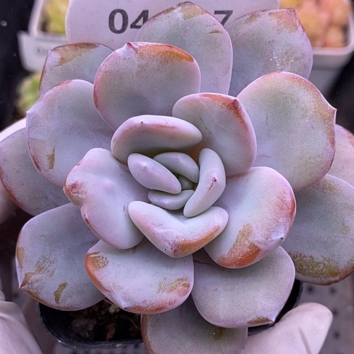 【闪购商品】04-137