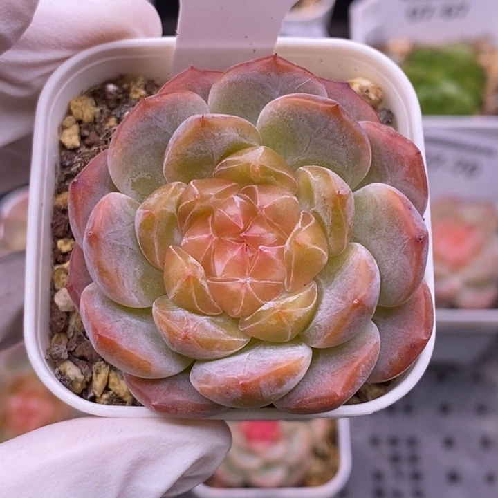 【闪购商品】梦****、07-73