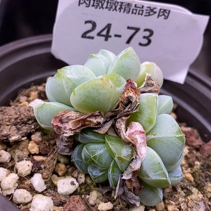 【闪购商品】24-73