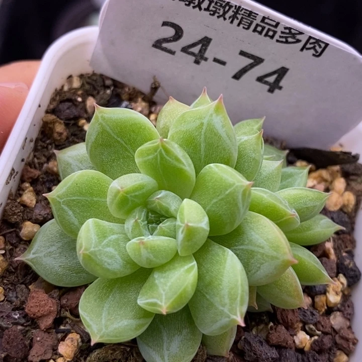 【闪购商品】24-74