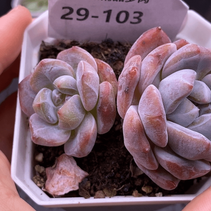 【闪购商品】29-103