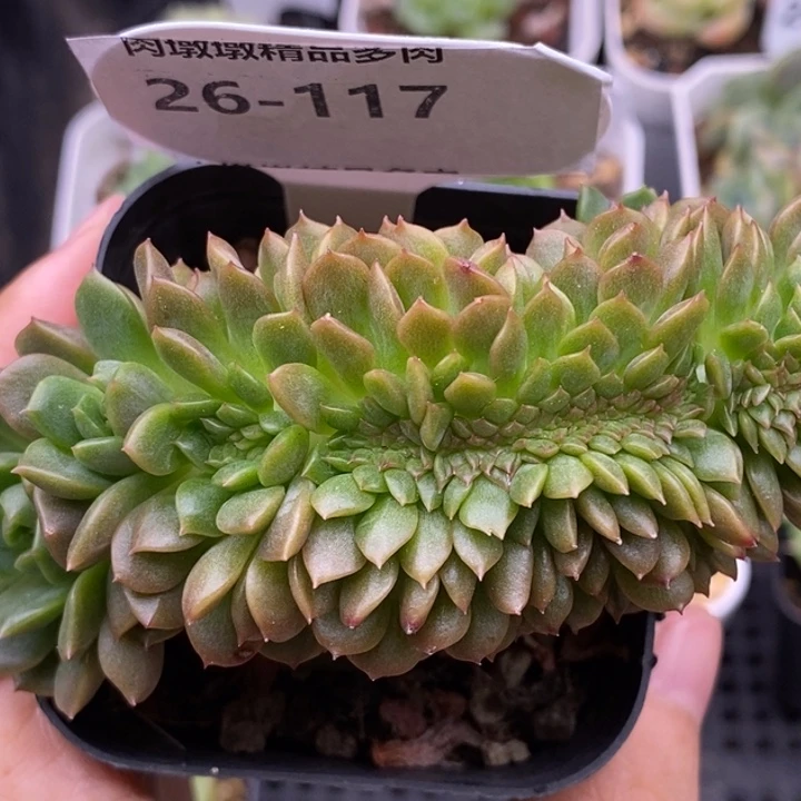 【闪购商品】26-117