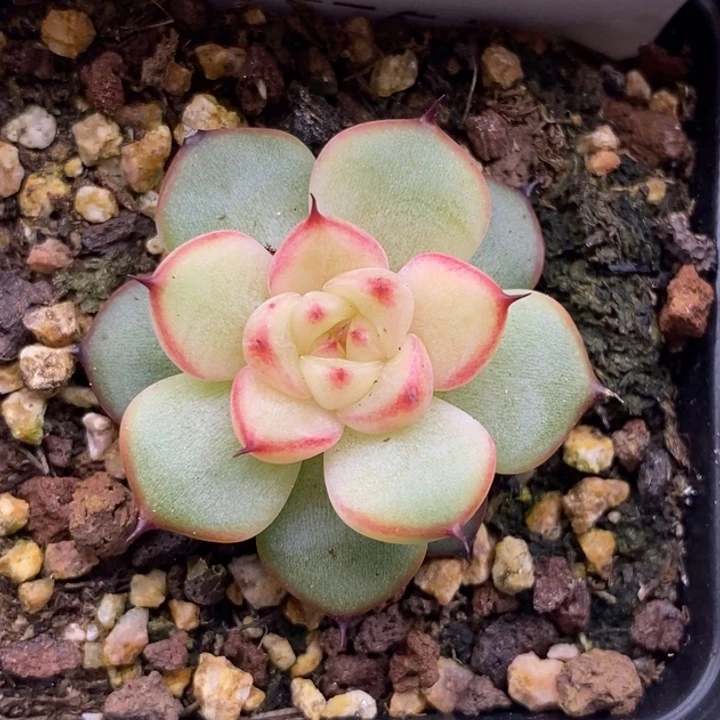 【闪购商品】18-25星光珍妮