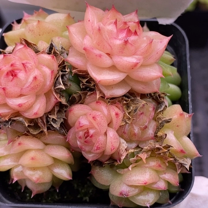 【闪购商品】27-52