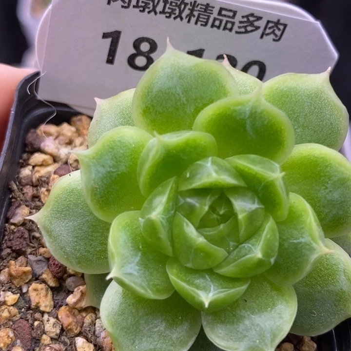 【闪购商品】18-120