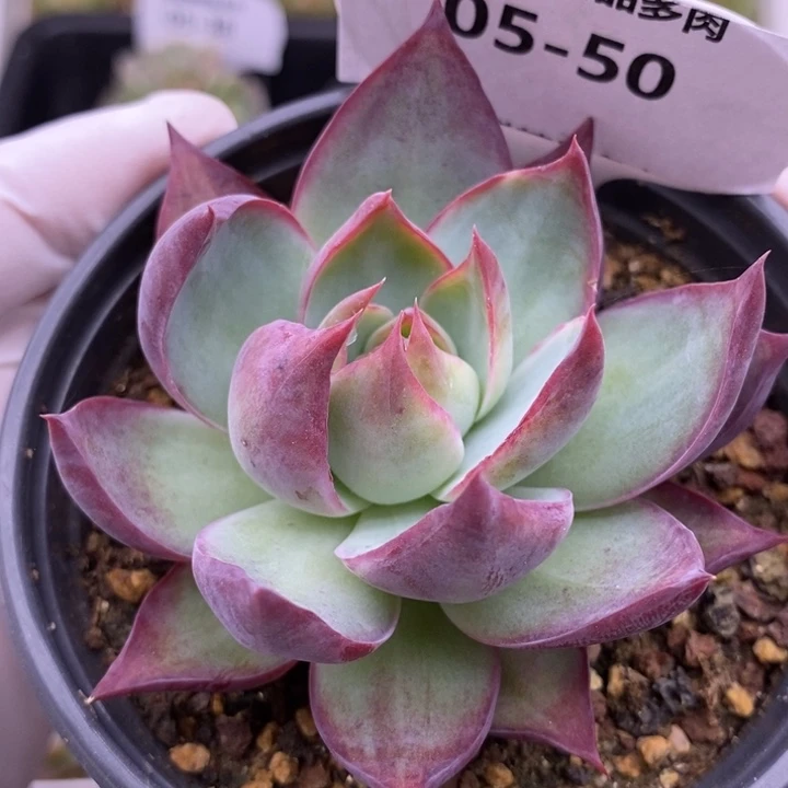 【闪购商品】05-50