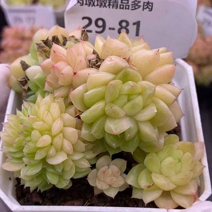 【闪购商品】29-81