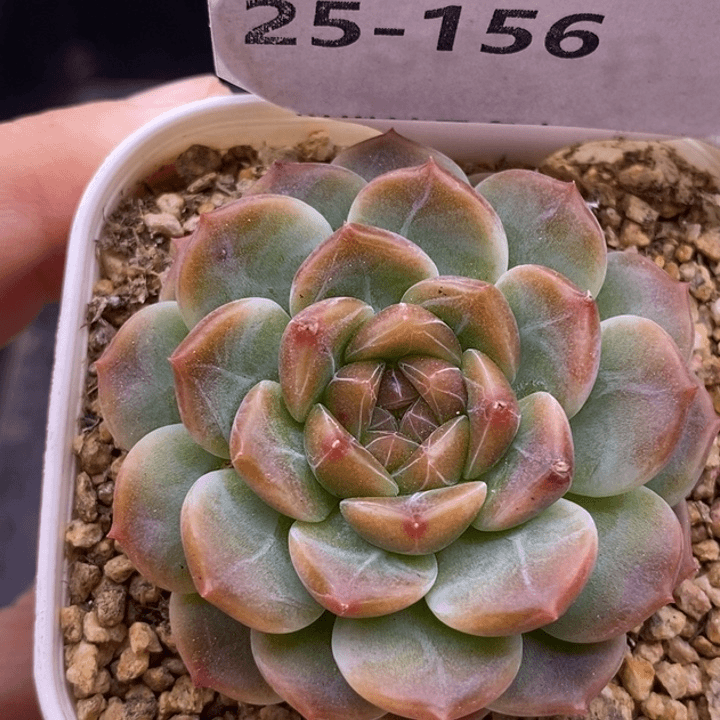 【闪购商品】28-156