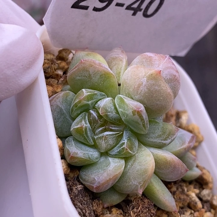 【闪购商品】29-40刚毅