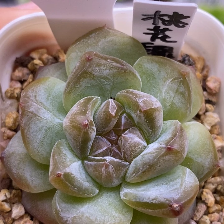 【闪购商品】18-130