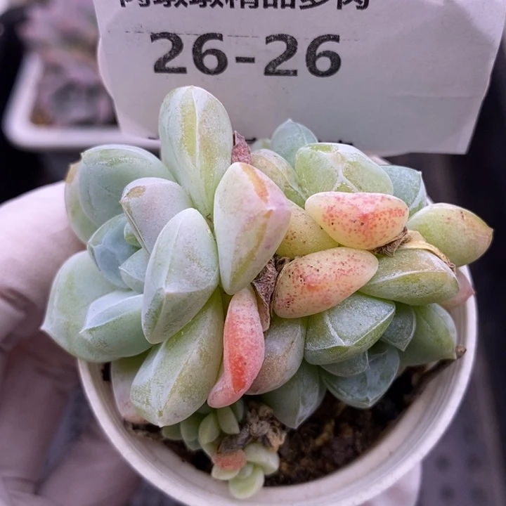 【闪购商品】26-26