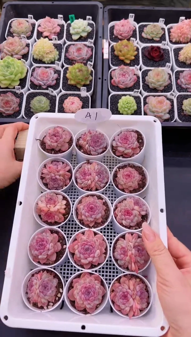 【闪购商品】A1一颗冰冰 冰魄