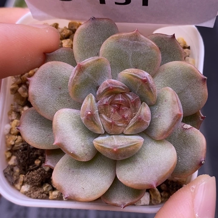【闪购商品】05-151红恋