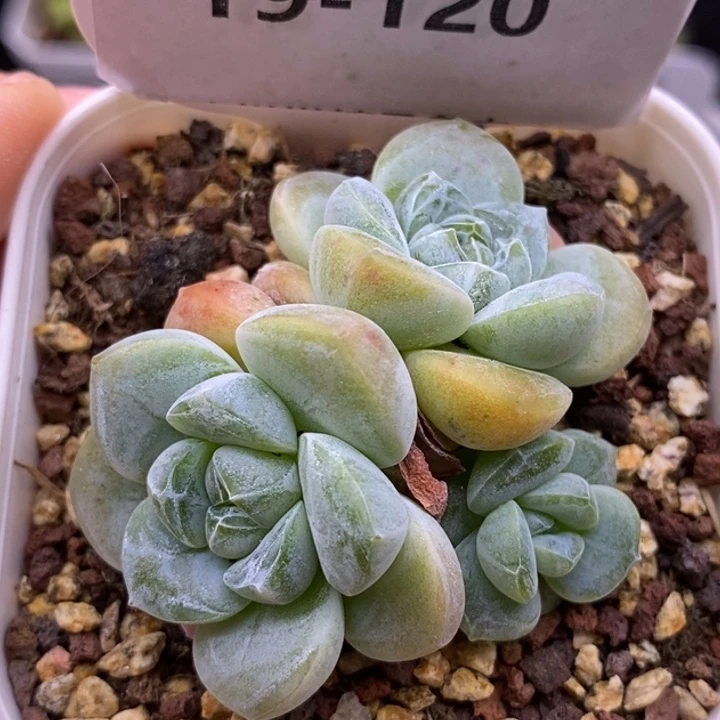 【闪购商品】19-120