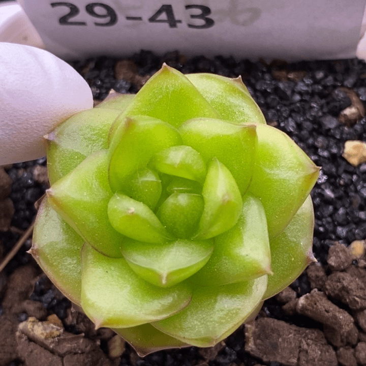 【闪购商品】29-43白月光珍妮