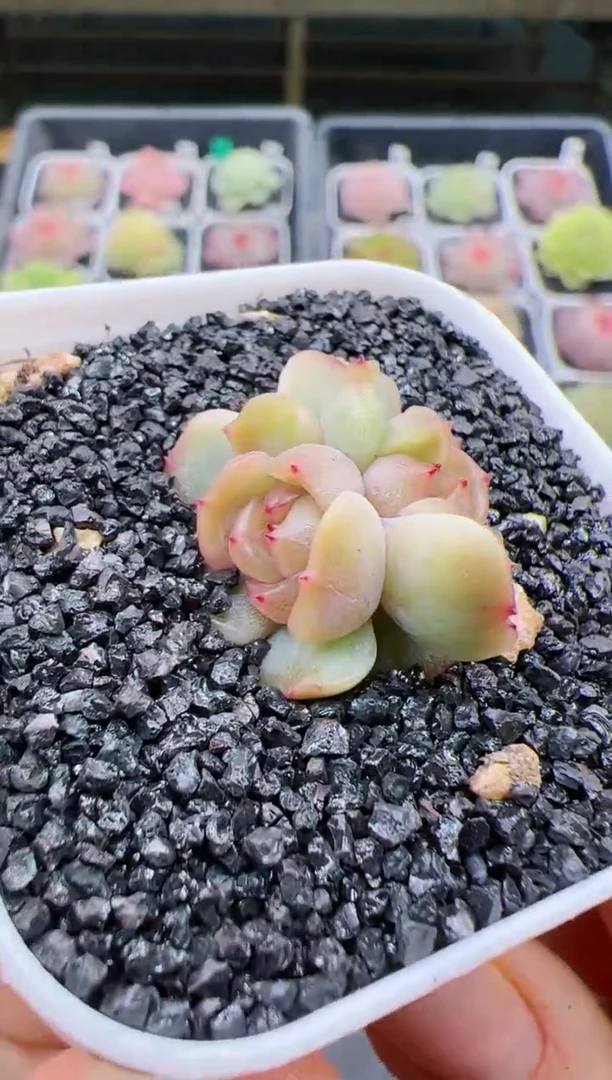 【闪购商品】B3一颗红恋双头  嫌小慎拍！