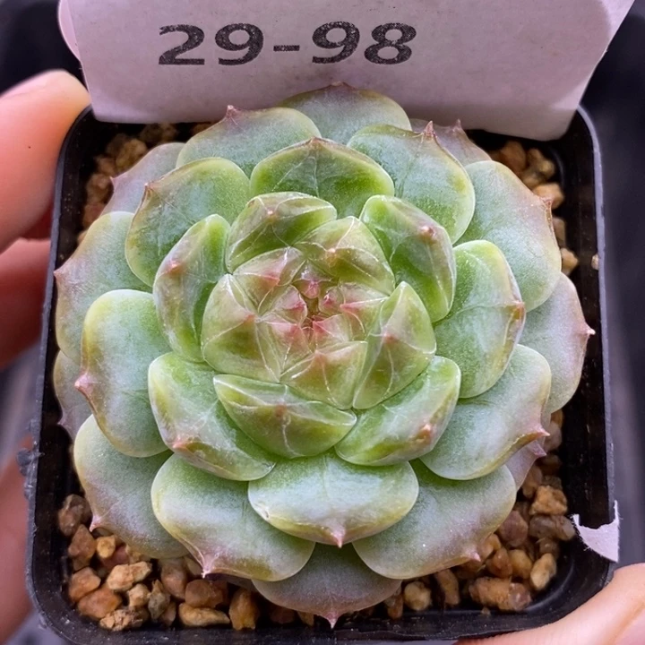 【闪购商品】29-98