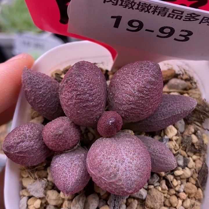 【闪购商品】19-93