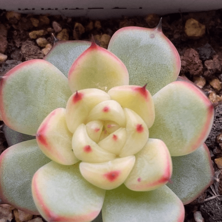 【闪购商品】25-68星光珍妮