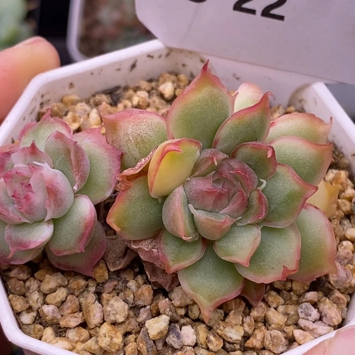 【闪购商品】23-22