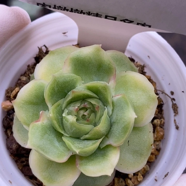 【闪购商品】25-03虾饺